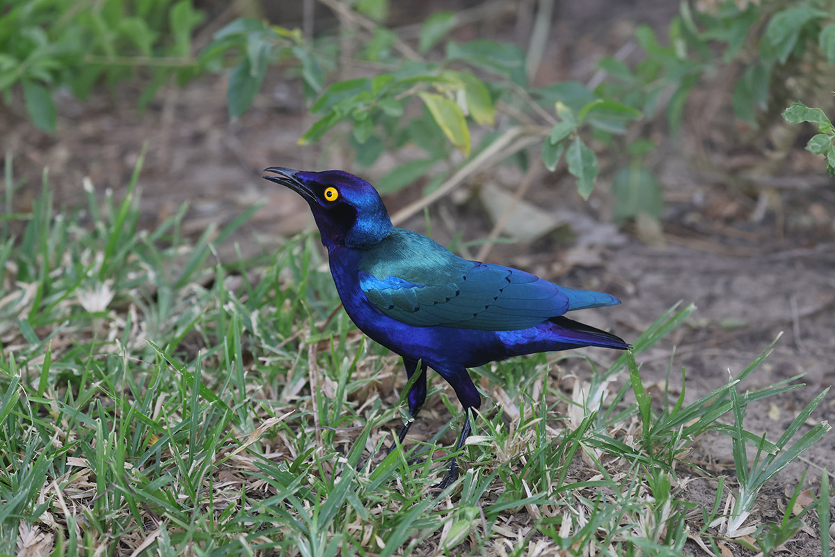 Purple Glossy Starling